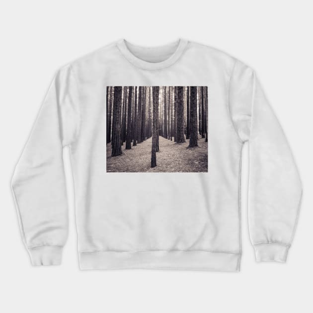 Speckled light & tall trees Crewneck Sweatshirt by LukeDavidPhoto